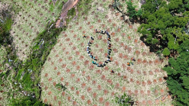Vista aérea vertical de encosta com malha de covas aberta e equipe reunida em círculo