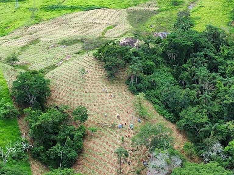 Detalhe aéreo dos talhões demarcados em área de restauração