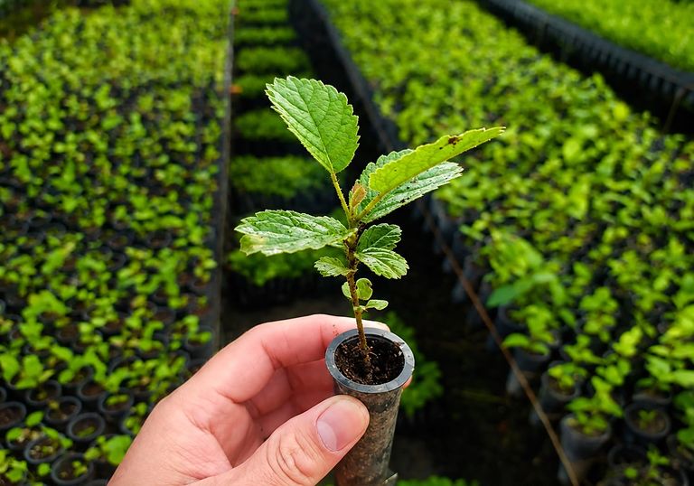 Muda nativa no viveiro, entre bandejas de produção