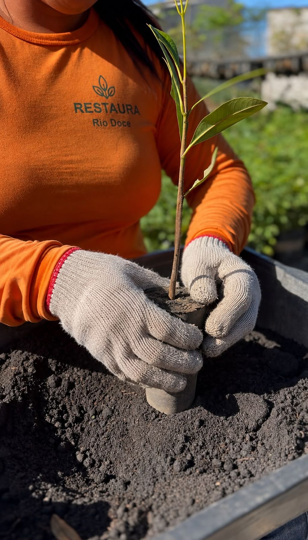 Muda nativa sendo plantada em tubete por integrante da equipe Restaura Rio Doce